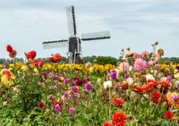 Molen aan de Hoogeweg Noordwijk