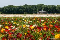 Bollenvelden bij Noordwijk