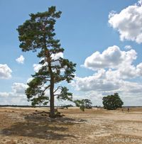 Park de Hoge Veluwe , Gelderland