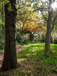 Herfstbos op Landgoed Calorama