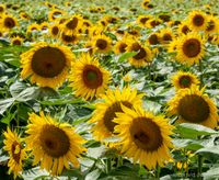 Zonnebloemen in de Charentes, Fr.