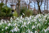 Voorjaar op Landgoed Calorama , Noordwijk