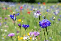 Veld Zomer-bloemen , bij Eindhoven